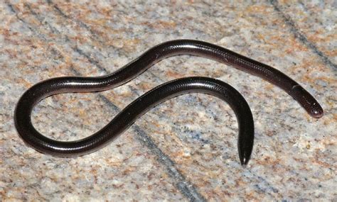 Brahminy Blind Snake Facts and Pictures