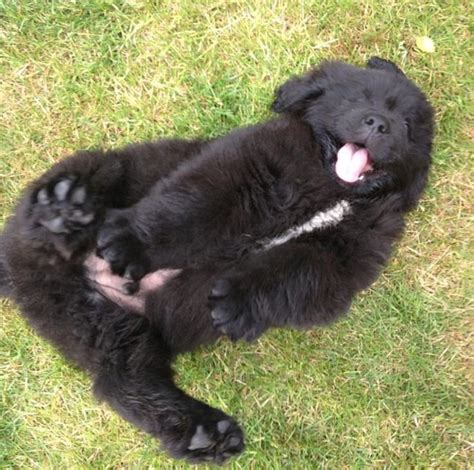 Related image | Newfoundland puppies, Newfoundland dog, Big dogs