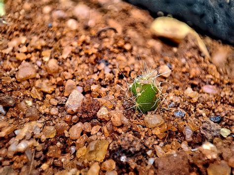 Cactus Seed Germination: Learn How And When To Plant Cactus Seeds