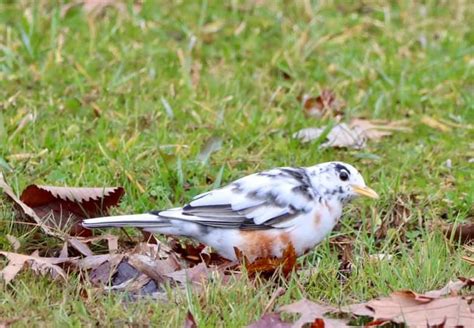 Piebald American Robin - FeederWatch