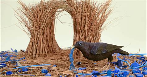 Fast Facts: Bowerbirds | AMNH