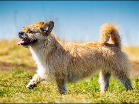 Mongolian Dog Breeds: Nomadic Companions