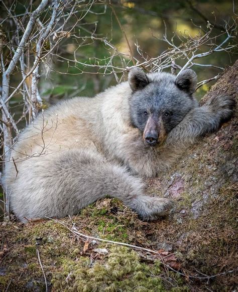 🔥 Glacier bears, also known as blue bears, are uncommon color variants of black bears : r ...