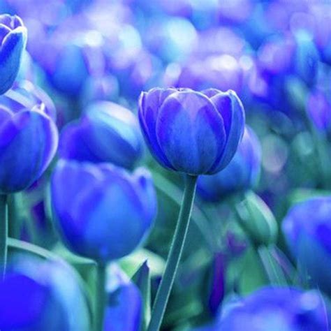 25 Blue Tulip Bulbs Early Bloom Perennial Bulbs for Garden Planting Beautiful | eBay