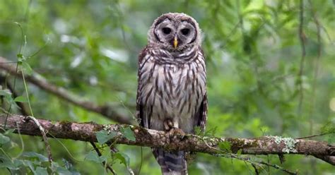 Barred Owl Facts - AnimalBehaviorCorner