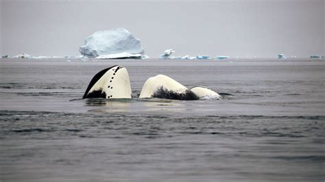 Bowhead whale – All About Whales