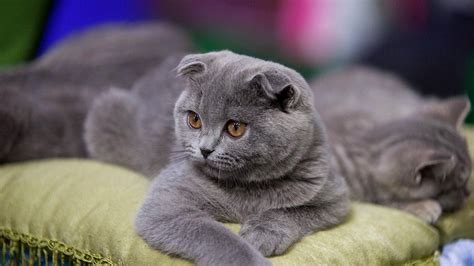 Scottish Fold Cat Wallpapers Images Photos Pictures Backgrounds