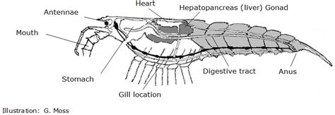 Lobster Anatomy Diagram Label