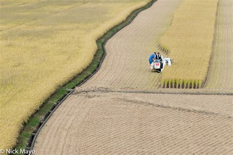 Harvesting The Rice Crop | Saza, Kyushu, Japan (2015) | Nick Mayo ...