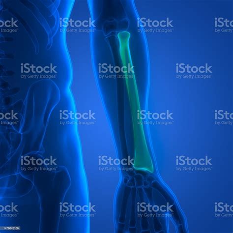 Human Skeleton System Radius Bone Joints Anatomy Stock Photo - Download Image Now - Anatomical ...