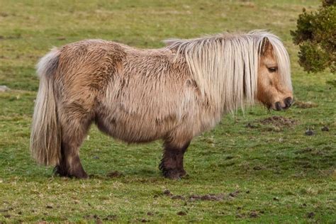 Types of Horse Breeds - The Horse and Stable