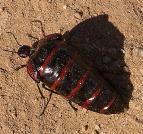 Black & Red Striped Beetle? - Megetra cancellata - BugGuide.Net