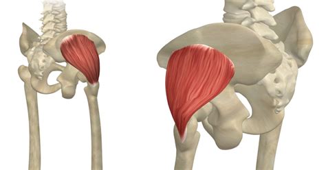 Exploring Gluteus Medius And Gluteus Minimus | 3D Muscle Lab