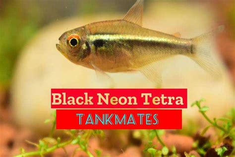 Black Neon Tetra Tank Mates: Best And Worst - Tetra Fish Care