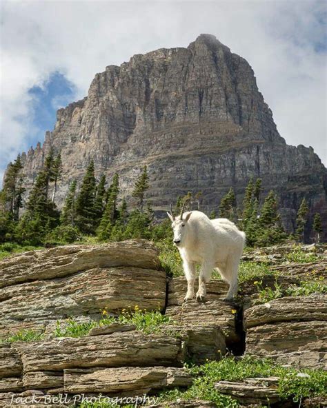 Mountain goat - Glacier National Park, | Glacier national park, National parks, Glacier national