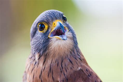 Qatar launches 'dream' genome project to identify falcon breeds - Doha ...