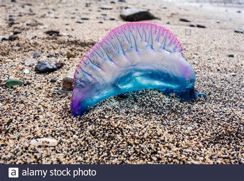 Waves of Stinging Jellyfish at Spanish Beaches - Knowwithus