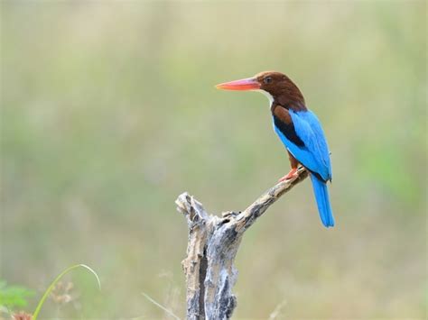 Wildlife sanctuaries in Rajasthan | Latest Travel Blogs & Articles at ...