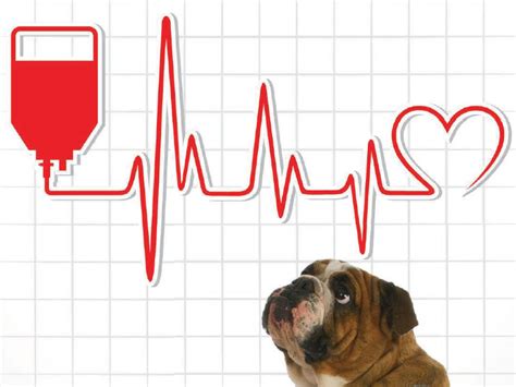 How Much Is A Dog Blood Transfusion