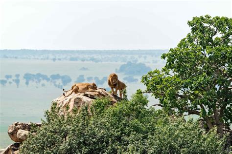 6 Day Murchison & Kidepo Valley Wildlife Safari | Forever Africa Safari