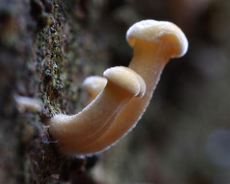 Mini mushrooms | These are just a few milimetres high | Paul | Flickr