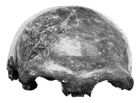 Cranial Skeleton Head PNG Transparent Images Free Download | Vector Files | Pngtree