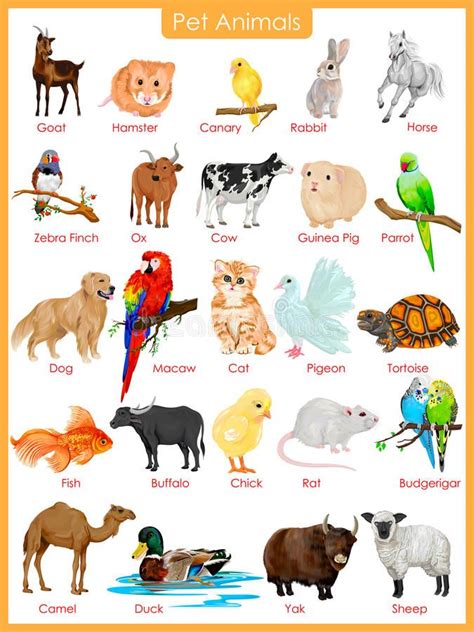 Chart of pet animals stock illustration | Animal pictures for kids ...