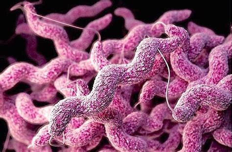 How Germs Spread in Food and How to Deal with Them – Telegraph