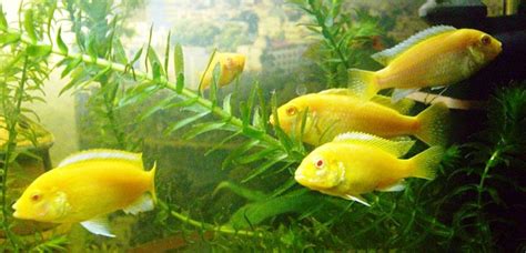 10 Spectacular Yellow Coloured Fish—A Visual Feast | Owlcation