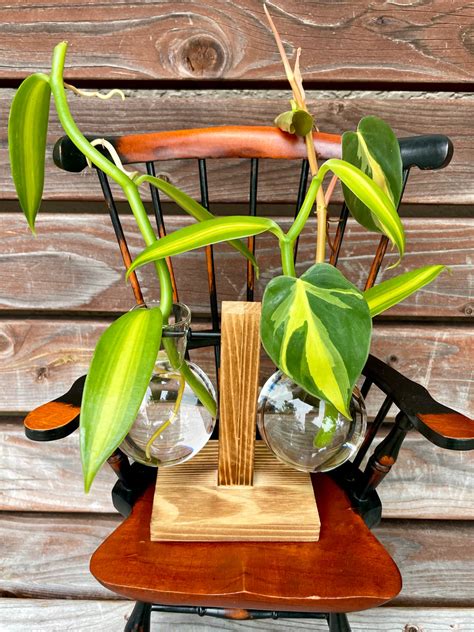 Variegated Vanilla Orchid & Philodendron Brasil Cutting in Propagation ...