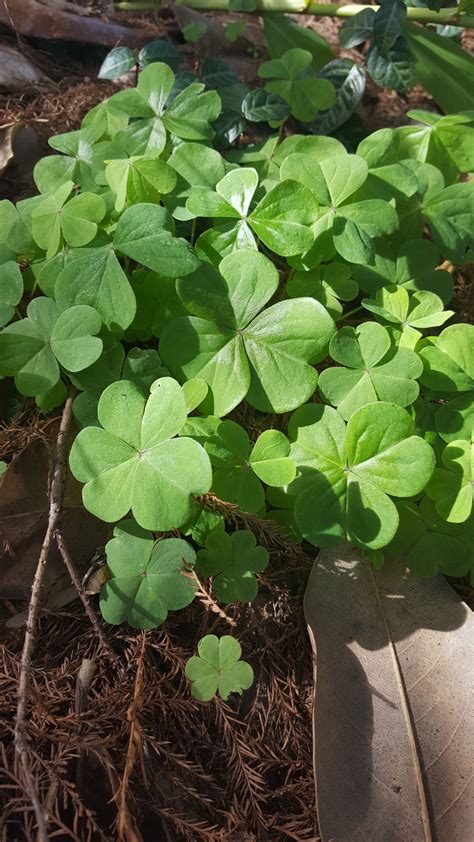 Garden News: Oxalis is a pesky weed that takes perseverance to beat | Home/Garden | theadvocate.com