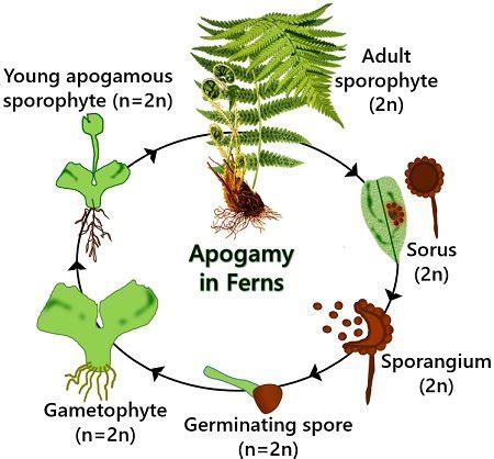 Asexual Reproduction In Bacteria Definition, Types,, 55% OFF