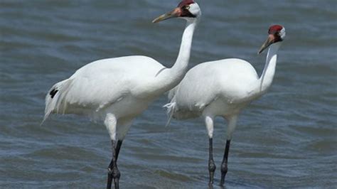 New plan takes effect for Wisconsin whooping crane migration