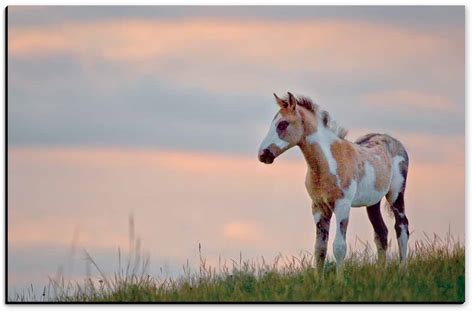 Paint Foal Canvas - John Stephen Hockensmith