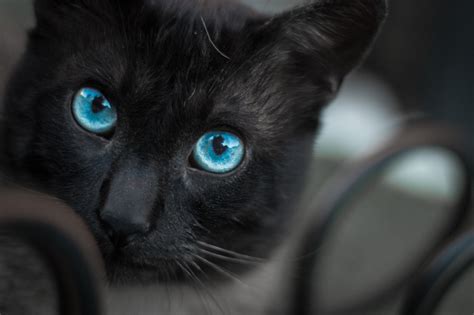 Black Fluffy Kitten With Blue Eyes