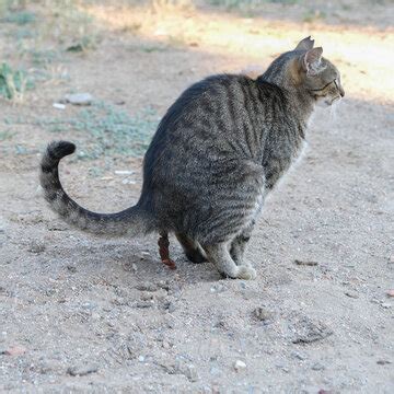 How Do Cats Poo