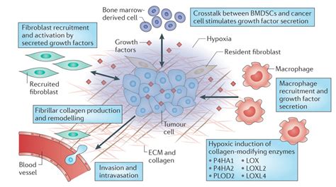 Tumor microenvironment – Wirtz Lab