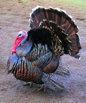 York archaeologist tucks into a tale of turkey domestication - News and ...