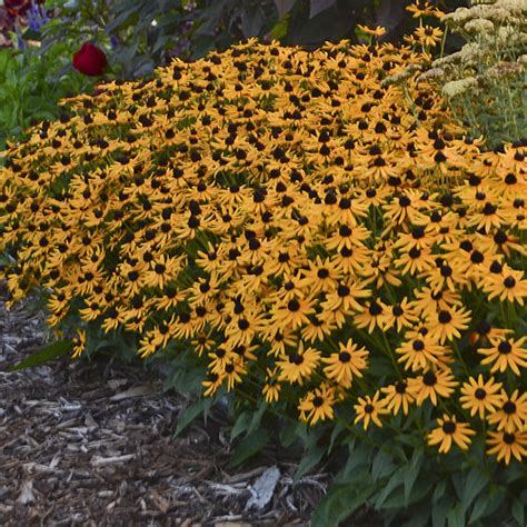 'Little Goldstar' - Black-Eyed Susan - Rudbeckia fulgida | Proven Winners