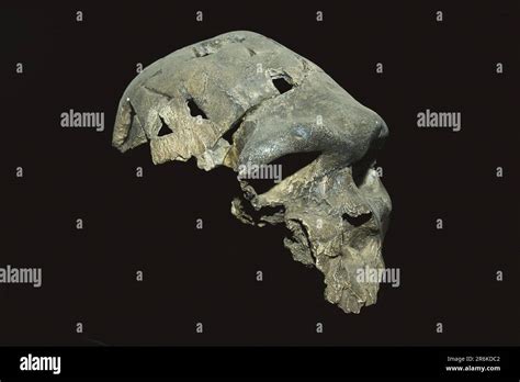 Skull, National Museum, Addis Ababa (Homo rhodesiensis), Ethiopia Stock ...