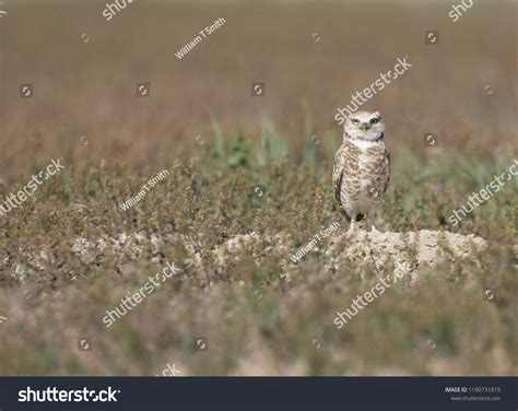 71 Malheur national wildlife refuge Images, Stock Photos & Vectors | Shutterstock