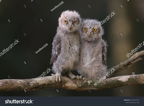 1,210 Eurasian Scops Owl Images, Stock Photos & Vectors | Shutterstock