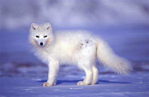 Tundra Animal List, Facts, Adaptations, Pictures