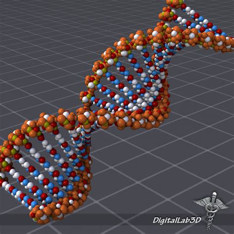 3d dna structure molecules genes model