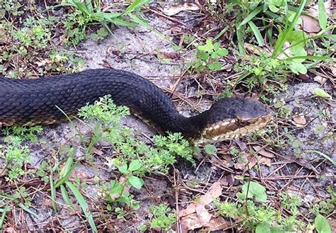 Flachbauch-Wassernatter - Florida Snake ID Guide | Info Cafe