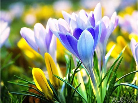 Early Spring Flowers Wallpapers - Top Free Early Spring Flowers Backgrounds - WallpaperAccess