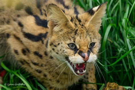 HD wallpaper serval scrub the cat wild cat predator face grin fall fangs fury anger threat