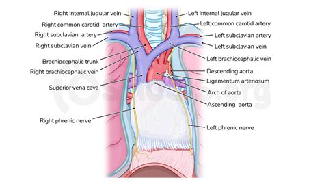 Anatomy of the superior mediastinum | Osmosis