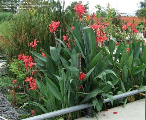 canna glauca - pond plant, shade ok. Option for along back fenceline where very wet | Small ...