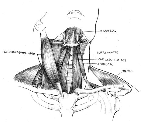 Musculos Del Cuello Vista JORGE OSWALDO CARRANZA SANCHEZ | ubicaciondepersonas.cdmx.gob.mx